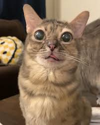 What is Gumbus? Understanding the Meaning and Evolution of This Unique Term gumbus