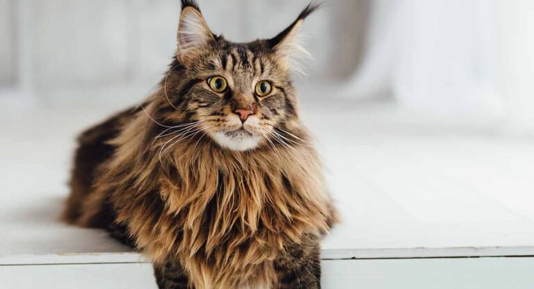 Maine Coon Cat